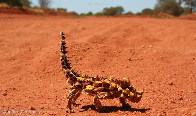 thorny devil